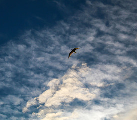 Flying under the clouds