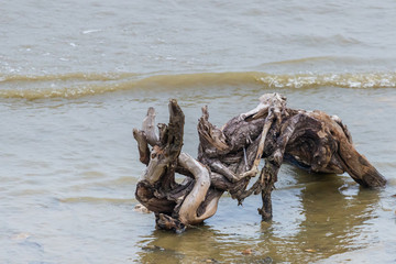 Old part of log tree were leaved on a sand beach at sunset with blurred sea wave in background. Abandoned log.