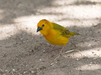 Taveta Golden Weaver