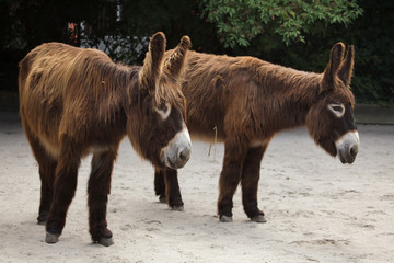 Poitou donkey (Equus asinus asinus)