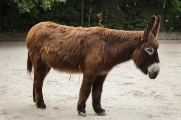 No drill light filtering roller blinds Donkey Poitou donkey (Equus asinus asinus)