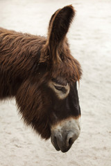 Poitou donkey (Equus asinus asinus)