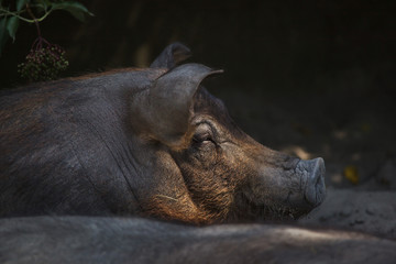 Duroc pig (Sus scrofa f. domesticus)