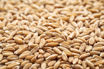 hard red winter wheat grain background