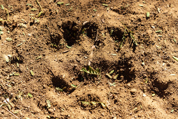 baboon footpring track sand