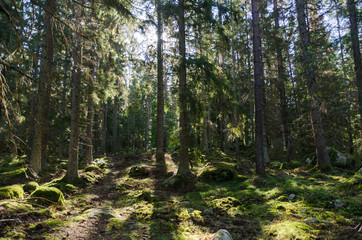 In a deep backlit forest