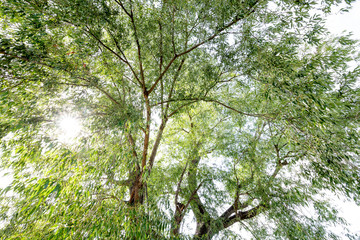 Großer grüner Baum mit Sonnenschein im Frühling