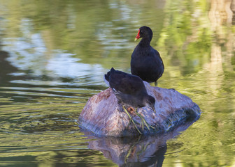 Waterfowl at a Lake