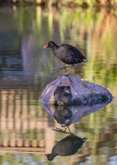 Waterfowl at a Lake
