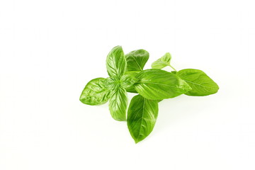 fresh basil leaf isolated on whit background