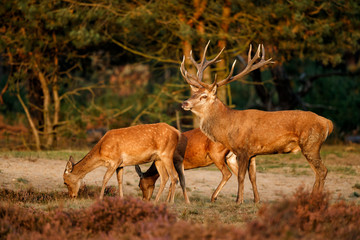 Naklejka na ściany i meble Red deer stag with some femalein the rutting season in the Hoge Veluwe National Park in the Netherlands