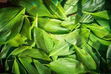 Fresh garden leaves lily valley organic gardening background - 224064936