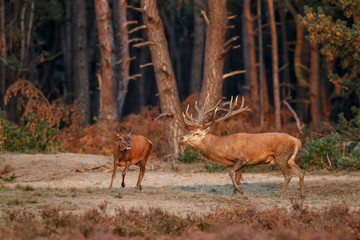 Red deer stag with a female in the rutting season in the Hoge Veluwe National Park in the Netherlands