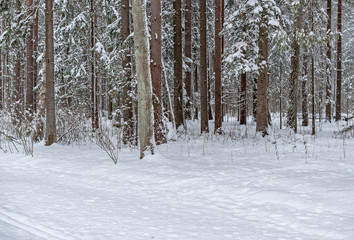 Glade and trees in the park after snowfall