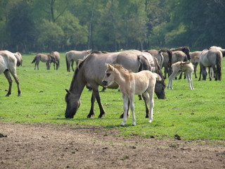Wildpferde