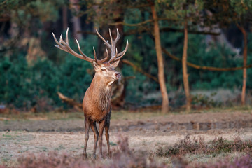 Naklejka na ściany i meble Red deer stag in the rutting season in the Hoge Veluwe National Park in the Netherlands