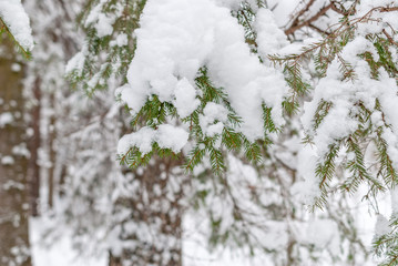 Fir branch under the snow and falling small snow