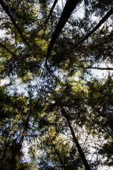 Beautiful sky through green trees.