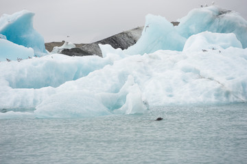 Robbe in der Gletscherlagune von Jökulsárlón -Vatnajökull-Nationalpark, Island