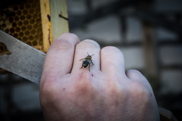 Пчела сидит на рук