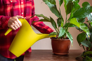 Woman watering a flower Spathiphyllum