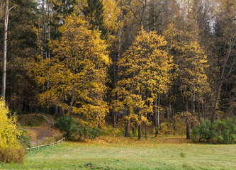 Autumn trees in the park