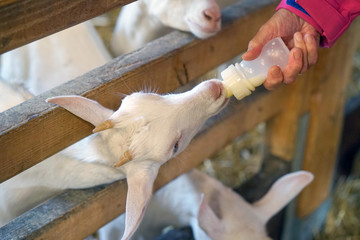 A small billy goat being feed with milk in a bottle. Lambs fed milk from a bottle from hands of female.