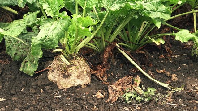 Sugar beet root crop organically grown in cultivated field