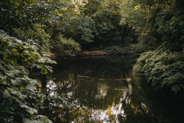 nature surrounding a river