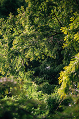 Fototapeta na wymiar Leaves and branches of a dawn redwood, Metasequoia glyptostroboides