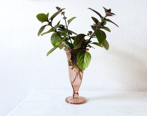 twigs of African blue basil in antique glass vase on white background