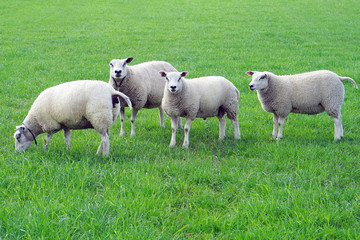 Sheeps in a meadow on green grass. A group of sheep grazing in a field.