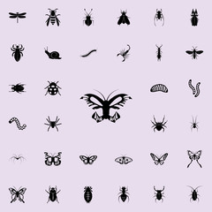 Fototapeta na wymiar butterfly icon. insect icons universal set for web and mobile