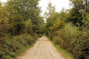 Fototapeta na wymiar Forêt de Saint-Germain-en-Laye