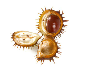 chestnuts isolated on white