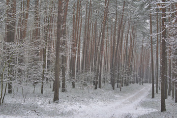 droga leśna zasypana śniegiem, bór sosnowy © Jarek Witkowski