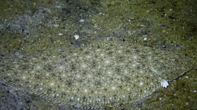 Sand sole (Pegusa lascaris) lies on the sandy ground, close-up, side view. Fish of the Black Sea.