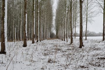 Snow covered poplar trees