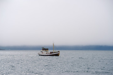 Whale watching in Old Oak Boat at sea
