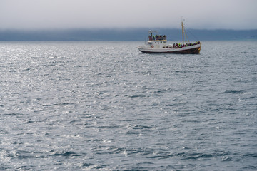 Whale watching in Old Oak Boat at sea