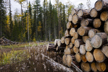 Deforestation environmental problem, rain forest destroyed for oil palm plantations. Stumps and logs show that overexploitation leads to deforestation endangering environment and sustainability.