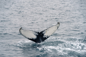 Naklejka premium Humpback whale diving in the Atlantic Ocean in Iceland
