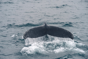 Humpback whale diving in the Atlantic Ocean in Iceland