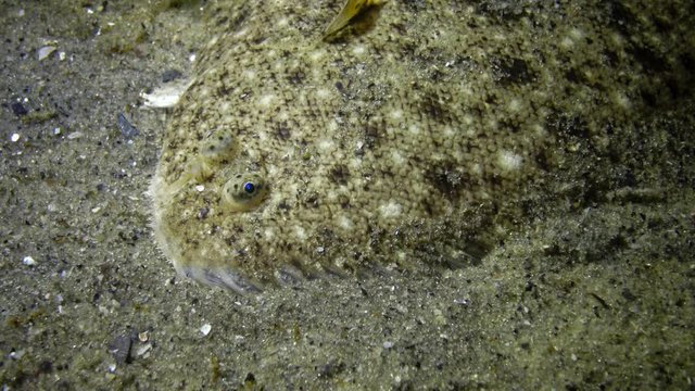 Sand sole (Pegusa lascaris) lies on the sandy ground, close-up, side view. Fish of the Black Sea.