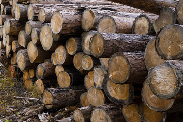 Deforestation environmental problem, rain forest destroyed for oil palm plantations. Stumps and logs show that overexploitation leads to deforestation endangering environment and sustainability.