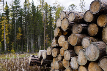 Deforestation environmental problem, rain forest destroyed for oil palm plantations. Stumps and logs show that overexploitation leads to deforestation endangering environment and sustainability.