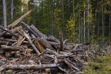 Deforestation environmental problem, rain forest destroyed for oil palm plantations. Stumps and...