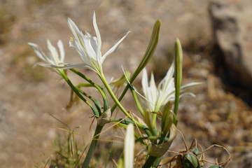 Pancratium maritimum plant, also known as sea daffodil or sand lily, from the Amaryllidaceae family.