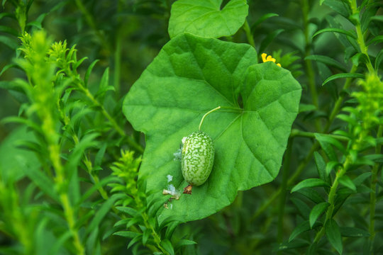 Large seedpod for a Creeping Cucumber!