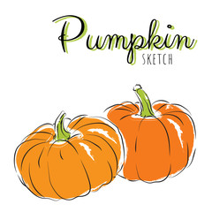 Sketch pumpkins. Vector paint hand drawn composition with squash in cartoon style. Isolated on white background.